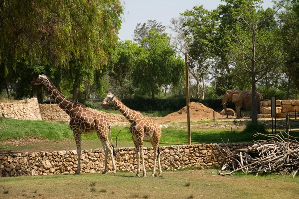 Zwei Giraffen — Stockfoto