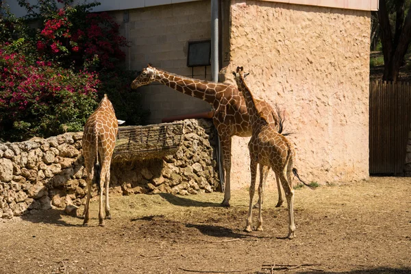 Giraffe family — Stock Photo, Image