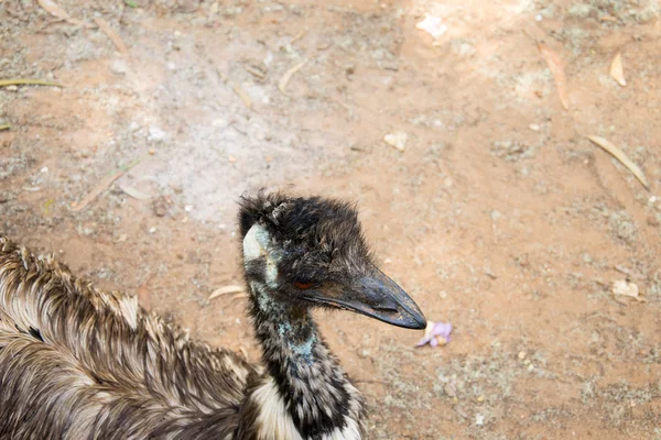 Ostrich Head — Stock Photo, Image