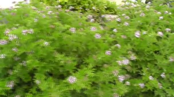 Junge Triebe von Blumen — Stockvideo