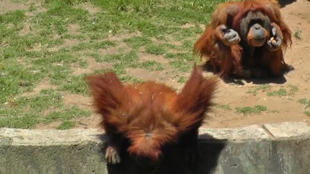 Orangután en el Zoo — Vídeo de stock