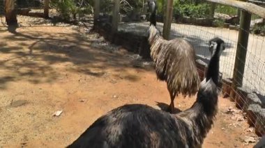 alanında çalışan bir devekuşu