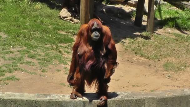 Orangutan at zoo — Stock Video