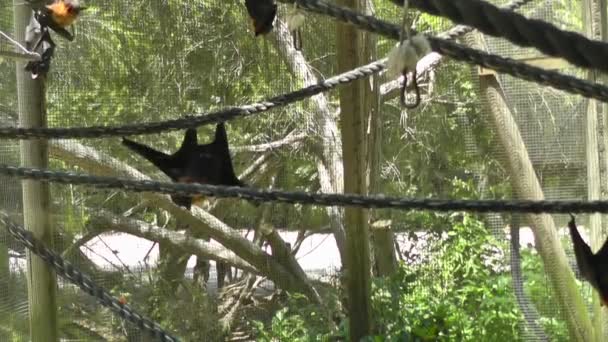 Bat at zoo — Stock Video