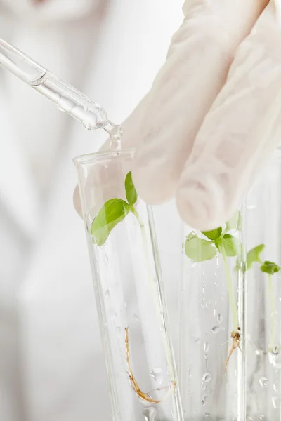 Investigación en biología — Foto de Stock