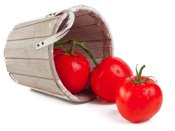 Tomaten — Stockfoto