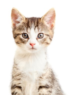 Yavru kedi