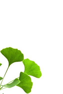 ginkgo yaprakları