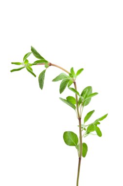 Marjoram.