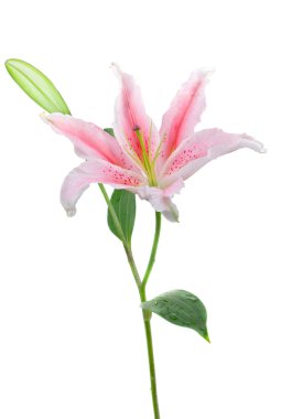 Pembe stargazer lily (Lilium Stargazer)