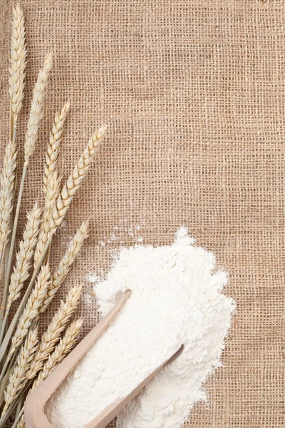 Вуха пшениці та борошно — стокове фото