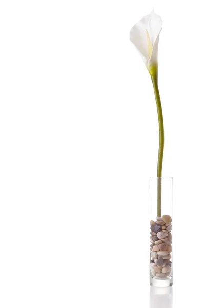 Искусственный белый цветок антуриума — стоковое фото