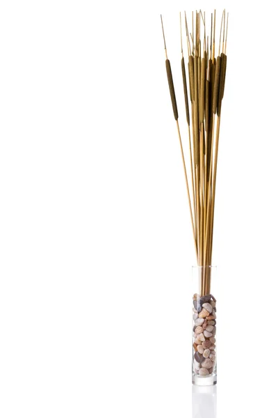 Cattail artificiale in vaso di vetro — Foto Stock