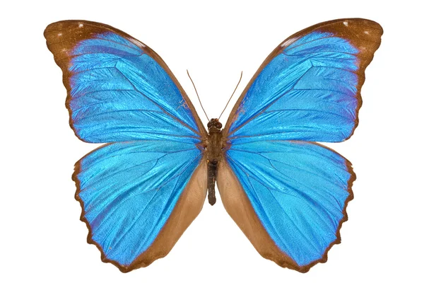 Μπλε morpho πεταλούδα (Μενέλαος μπλε morpho, Μόρφω Μενέλαος) — Φωτογραφία Αρχείου