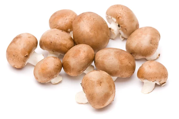 Cogumelos castanhos — Fotografia de Stock
