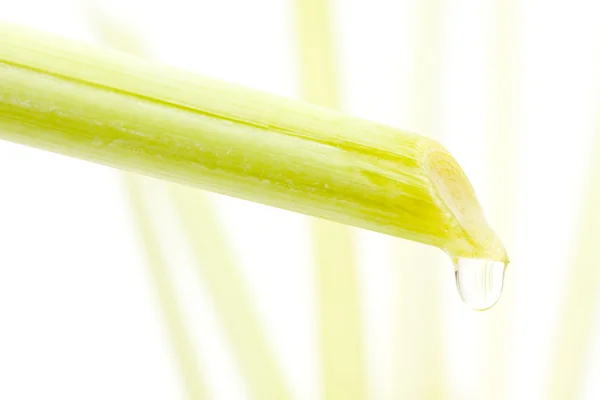 Aceite de hierba de limón —  Fotos de Stock