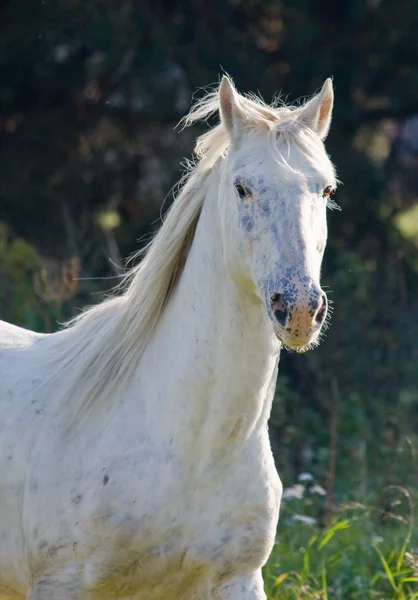 Cavalo Árabe — Fotografia de Stock