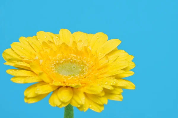 水の滴を黄色のガーベラ — ストック写真