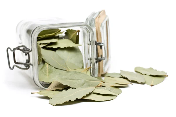 Dried bay leaves — Stock Photo, Image