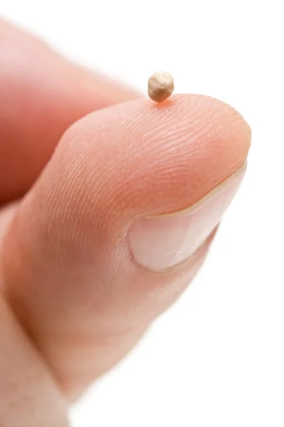 Mustard seed - symbol of faith — Stock Photo, Image