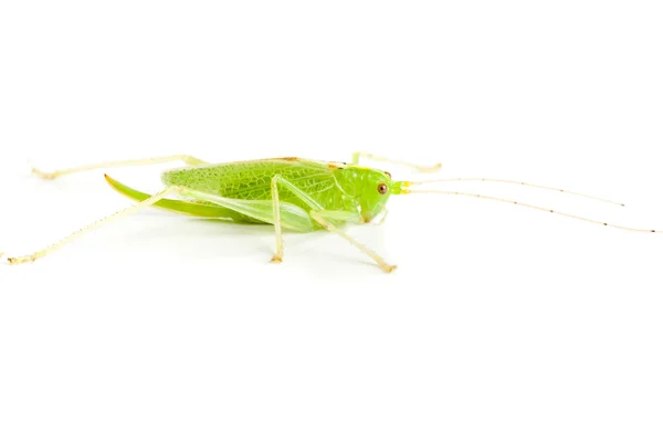 Velké zelené Bush Cvrček (kobylka zelená) — Stock fotografie