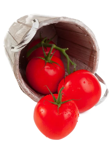 Tomaten — Stockfoto