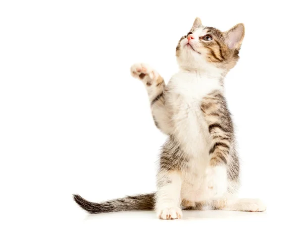 Kitten — Stock Photo, Image