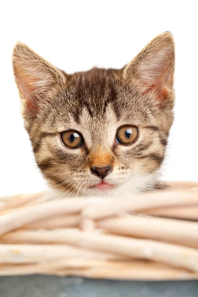 Kitten — Stock Photo, Image