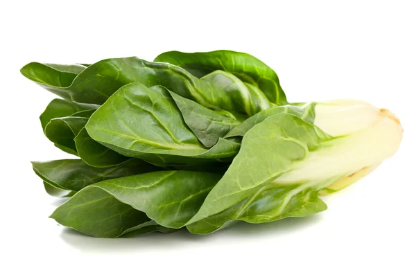 Chard växt — Stockfoto