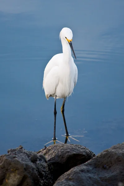 Srebrny Czapla (Ardea alba) — Zdjęcie stockowe