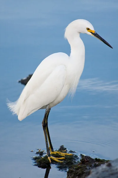 Srebrny Czapla (Ardea alba) — Zdjęcie stockowe