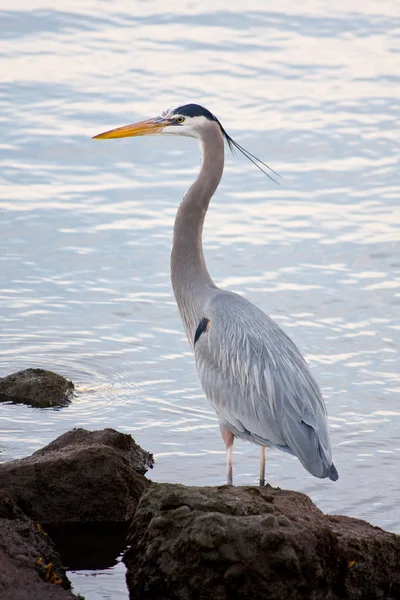 Czapla szara (Ardea cinerea) ) — Zdjęcie stockowe