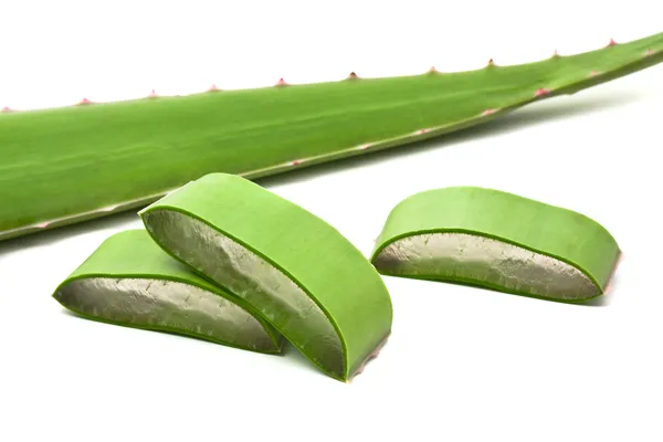 Aloe vera — Stock Photo, Image