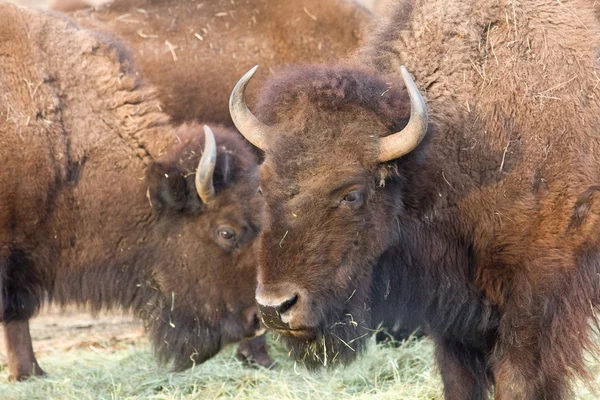 Amerikanischer Wisent — Stockfoto