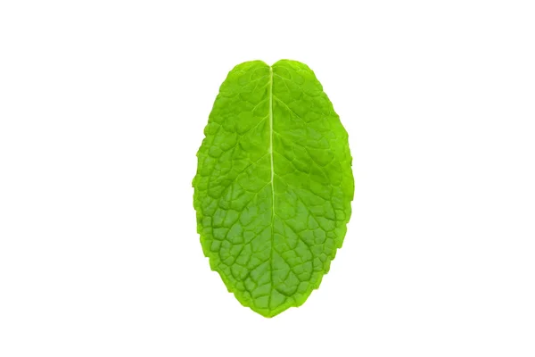 Hoja de menta — Foto de Stock