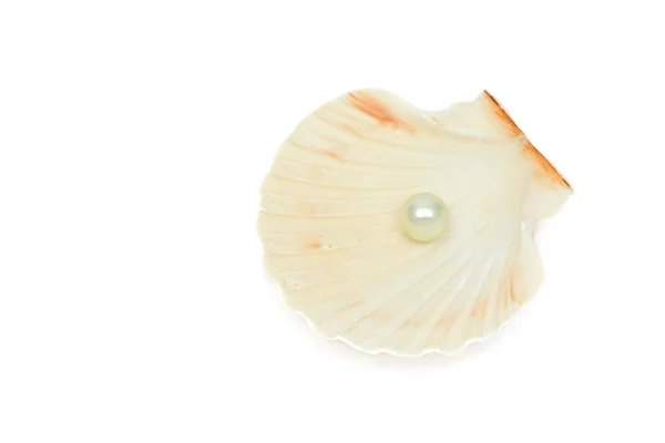 Perla en cáscara marina —  Fotos de Stock