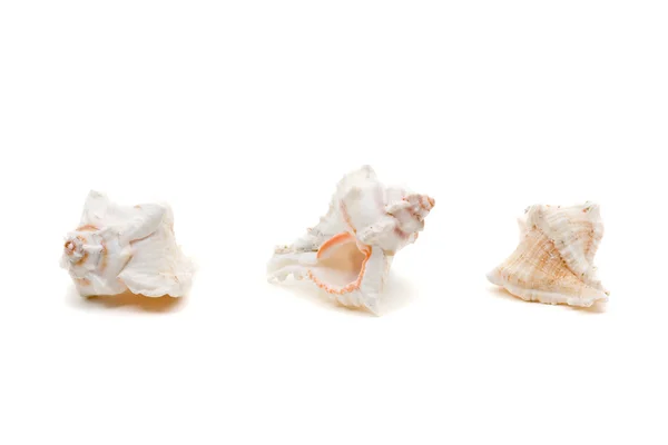 Sea shell serie — Stockfoto