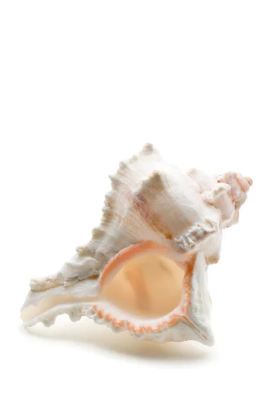 Sea shell — Stockfoto