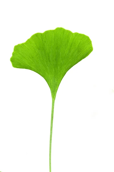 Miłorzęb liść — Zdjęcie stockowe