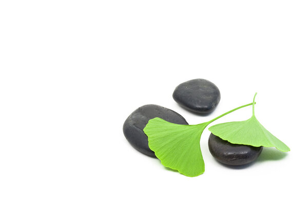 Листва гинкго
