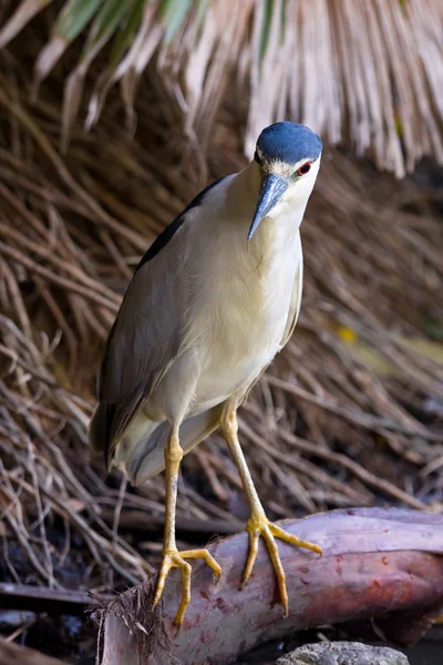 Krásné Black-Crowned Heron noční (Nycticorax nycticorax) — Stock fotografie