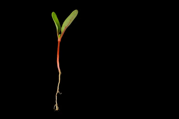 Sementes — Fotografia de Stock