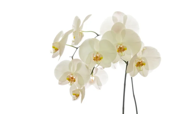 Weiße Phalaenopsis-Orchidee — Stockfoto