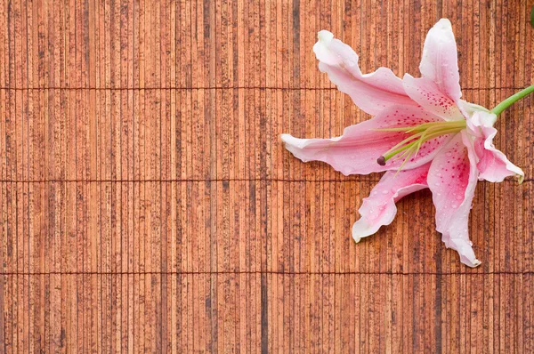 Pink stargazer lily (Lilium Stargazer) arrangement — Stock Photo, Image