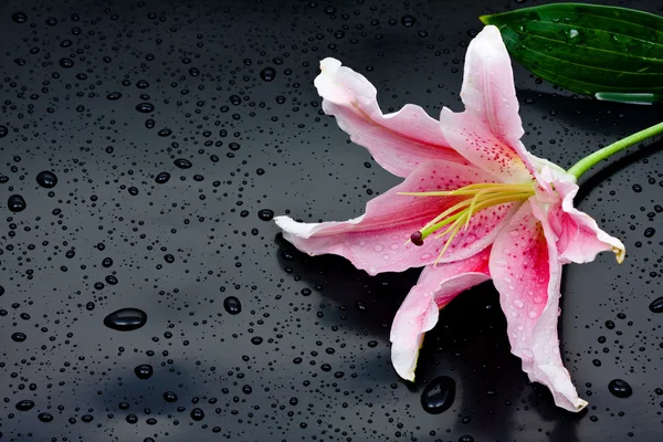 Pink stargazer lily (Lilium Stargazer) — Stock Photo, Image