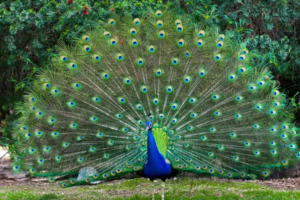 Pfau mit aufgefächertem Schwanz Stockbild