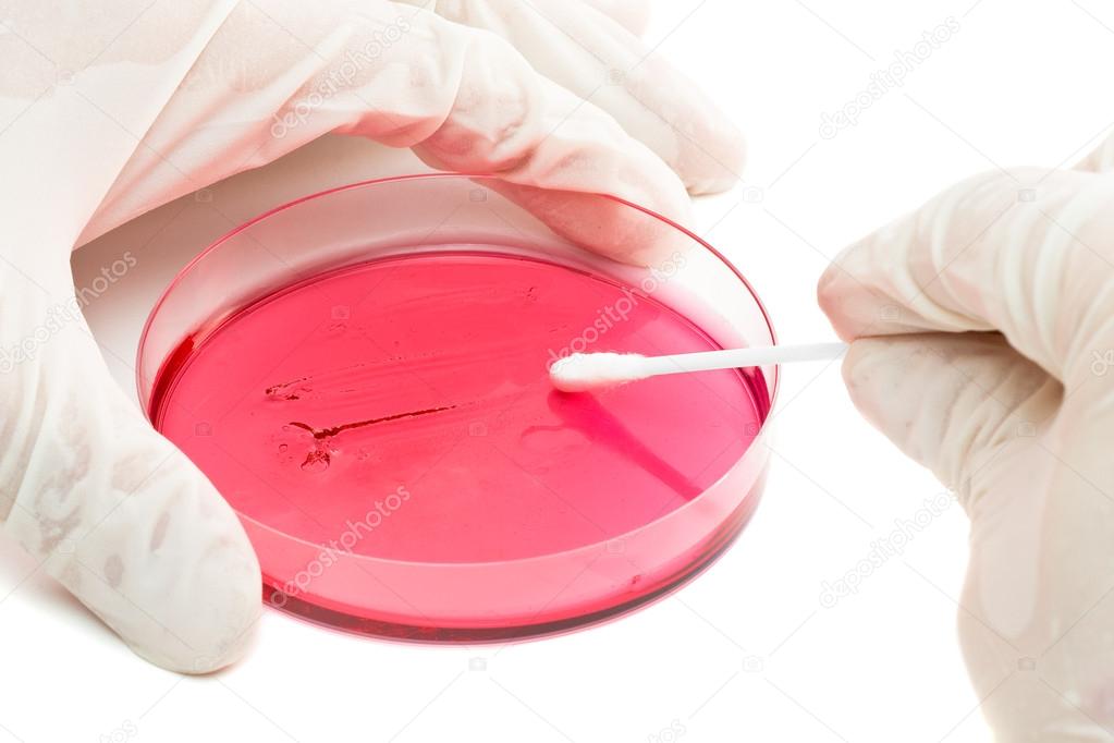 Inoculation of bacteria sample into petri dish