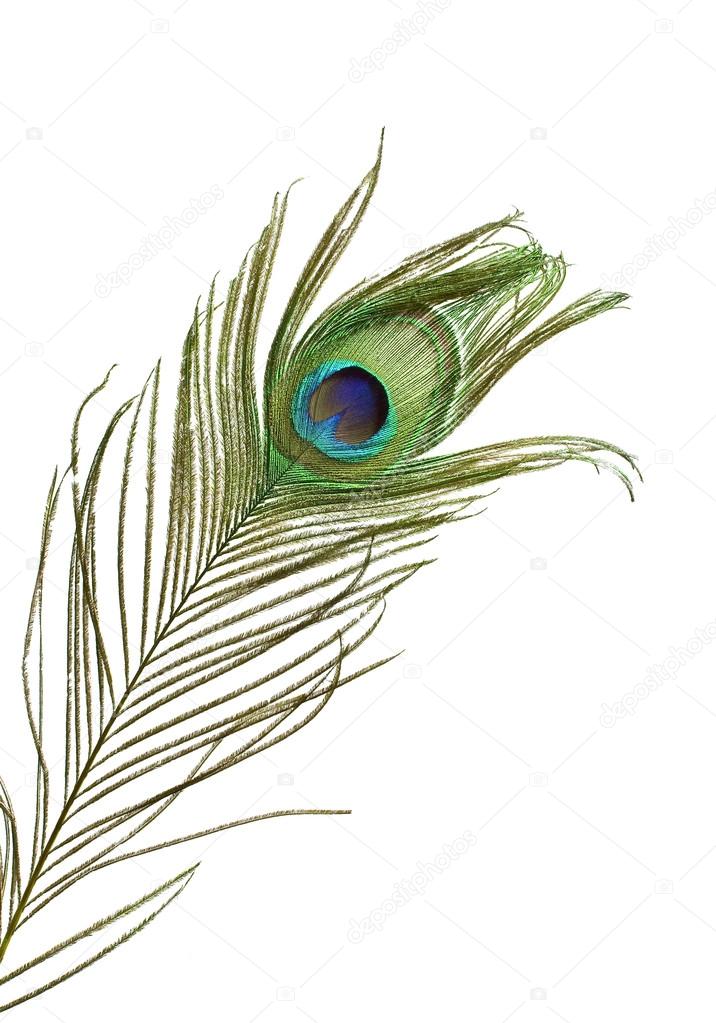 Peacock feather — Stock Photo © shawn_hempel #18722833