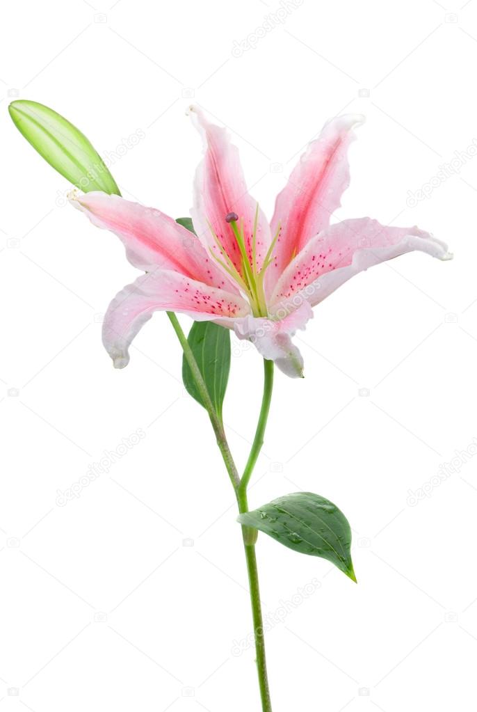 Pink stargazer lily (Lilium Stargazer)