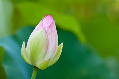 Lotus (Nelumbo nucifera) çiçeği